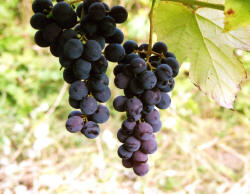 Alden Grapes 3