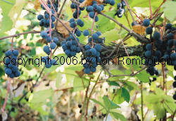 Vitis Lincecumii | RM. Vitis Lincecumii | RM.