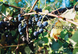August Giant Grapes 2