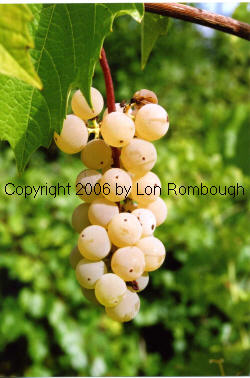Aurore Grapes 1