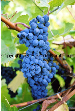 Baco Noir Grapes 2