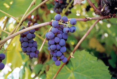 Beaumont Grapes 1