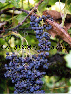 Black Corinth Grapes 2