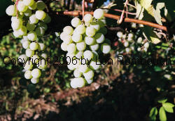 Bokay Grapes 1