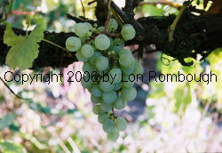 Bokay Grapes 2