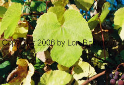 Brilliant Grapes 1