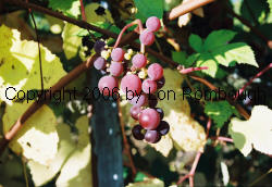 Brilliant Grapes 2