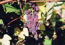 Brilliant Grapes 3