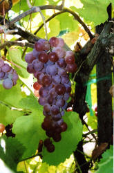 Bronx Seedless Grapes 1