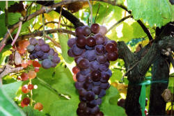 Bronx Seedless Grapes 2