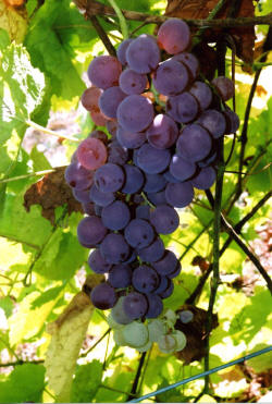 Bronx Seedless Grapes 3