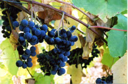 Buffalo Grapes 1