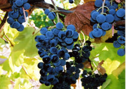 Buffalo Grapes 2