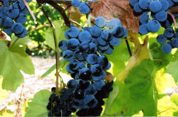 Buffalo Grapes 3