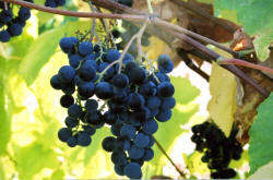 Buffalo Grapes 4