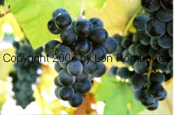 Campbell Early Grapes 1