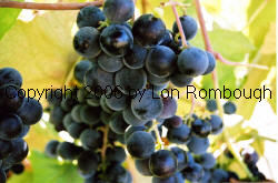 Campbell Early Grapes 2