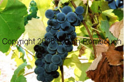 Campbell Early Grapes 3