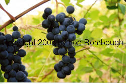 Campbell Early Grapes 4