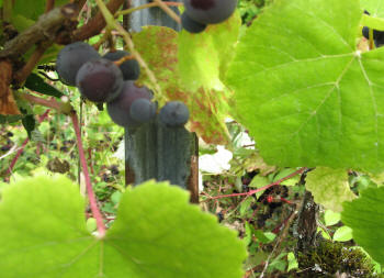 Canandaigua Grapes 2