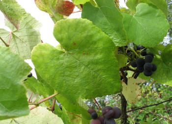 Canandaigua Grapes 3