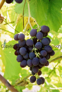 Challenger Grapes 1