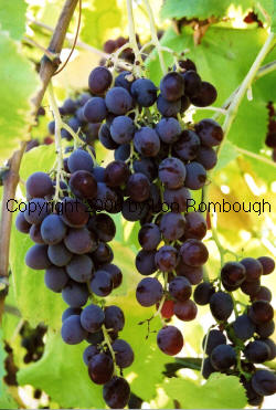Challenger Grapes 3