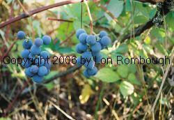 Concord Grapes 3