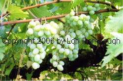Dattier St Vallier Grapes 1