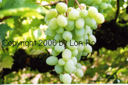 Dattier St Vallier Grapes 2