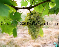 Delight Grapes 1 