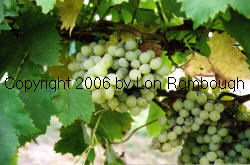 Delight Grapes 4