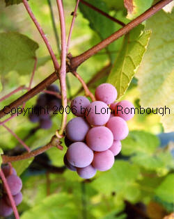 Dobson Grapes 1