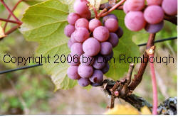Dobson Grapes 2