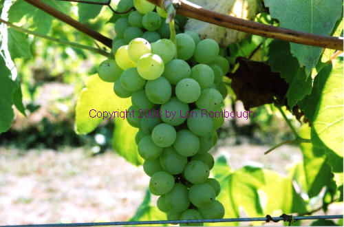 Dr Good Grapes
