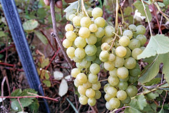 Early Muscat Grapes 1