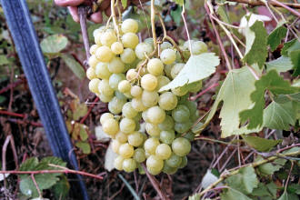 Early Muscat Grapes 2