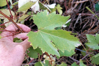 Early Muscat Grapes 3