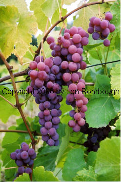 Einset Grapes 2