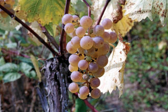Esprit Grapes 2