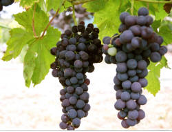 Flame Seedless Grapes 1