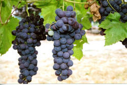 Flame Seedless Grapes 2