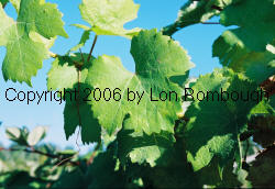Gewurztraminer Grapes 3