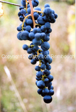 Glenora Grapes 1