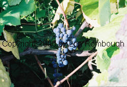 Glenora Grapes 4