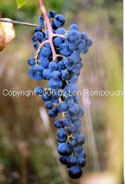 Glenora Grapes 2