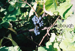 Glenora Grapes 5