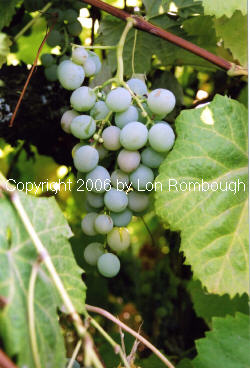 Golden Muscat Grapes 3