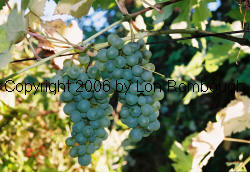 Green Veltliner Grapes 2