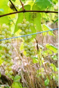 Himrod Grapes 3